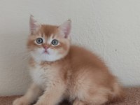British shorthair choholate golden erkek Yavrumuz