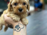 BONCUK GÖZLÜ ORJİNAL MALTİPOO YAVRULARIMIZ