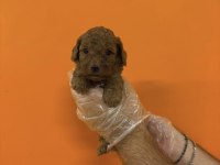 A KALİTE SAFKAN TOY POODLE YAVRULARIMIZ