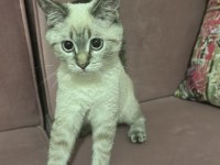 British blue point 3 buçuk aylık acil