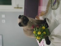 Akıllı scottish fold kızımıza yeni yuva