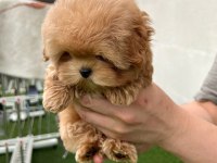 KURABİYE TATLISI TOY POODLE BEBEKLERİM