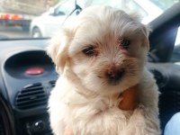 Maltese yavru köpekler
