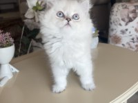 British Longhair Silver Point Dişi Bebekler