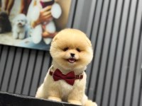 Yavru Pomeranian Boo Yavruları
