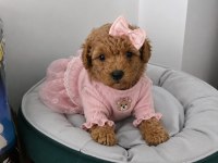 Irk Ve Sağlık Garantili Poodle Bebekler