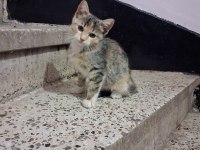 ESKİSEHİR ACİL 3 aylık calico yavrular