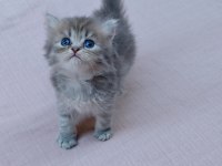 A KALİTE SİLVER POİNT KEDİLER