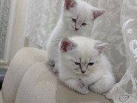 Evcil british shorthair