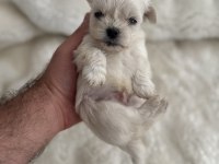 Sıfır burun sıfır bacak 3 nokta köpeğimiz