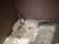 Lutino kırmızı göz takım sultan papağanı