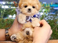 MUHTEŞEM KALİTEDE TOY POODLE YAVRULARI