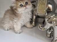 British longhair golden kardeşler