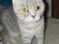 Scottish fold kedimiz