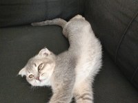 Scottish Fold Kedim 4 Aylık Sahibini Arıyor