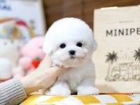 KORE ASILLI MALTESE TERRIER BEBEKLERİMİZ