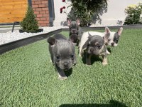 French bulldog lilac tan ve blue yavrular