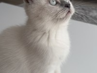 British Shorthair 2,5 Aylık Safkan Yavrumuz