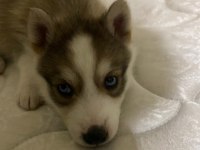 Dişi Yavru husky