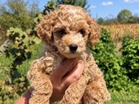 MALTİPOO BİBLO MİNİ BOY ERKEK
