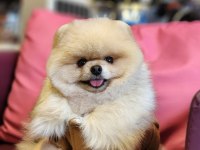 Türkiyedeki en basık burunlu tam ayı surat pomeranian