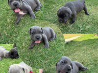 Blue Siyah Cane Corso yavrular