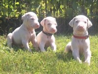Albino doberman köpeği
