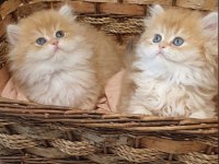 Irk garantili golden british shorthair bebekler