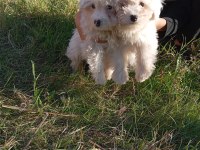 Uygun bütçeli havanese yavrular 0 numara