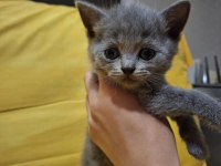 Safkan british shorthair yavruları