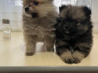 Pomeranian boo 3,5 aylık