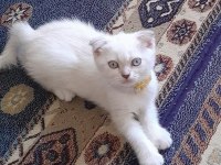 65 günlük scottish fold yavrular