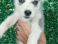 ANNE ALTINDAN SAFKAN HUSKY YAVRULARI
