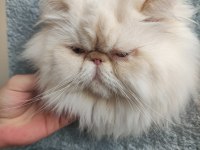 SAHİPLENDİRME İLANIDIR 6 YAŞINDA KISIR ERKEK KEDİMİZ