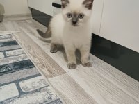 British shorthair blue point