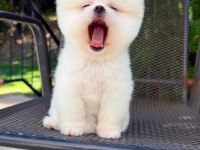 Orjinal Pomeranian Boo