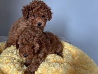 SAĞLIK GARANTİLİ SEVİMLİ TAM TOY POODLE YAVRULARIMIZ