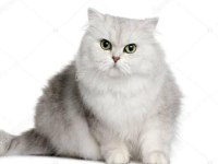 Dişi british shorthair kedimi sahiplendireceğim
