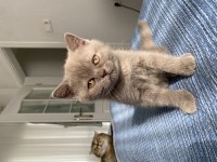 British Shorthair 2 Aylık Yavru Kediler