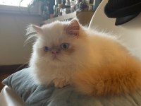 saf kanlı red point himalayan kedisi