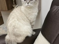 Scottish fold kedimiz sütlaça sıcak yuva