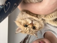 Chinchilla kedimizi sahiplendirme