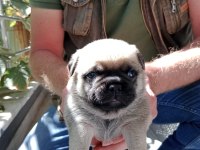 Pug yavruları