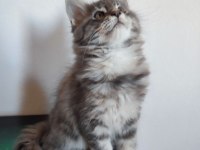 Dernek kayıtlı full şecereli aşıları tamam safkan maine coon