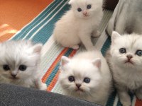Bella nın scottish fold yavruları