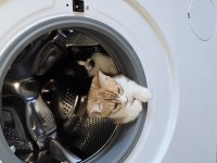 3 adet tatlı tekir bücürler