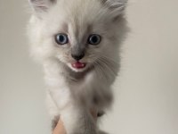British Longhair Blue Point 1.5 aylık