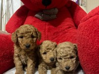 Teacup Toy Poodle