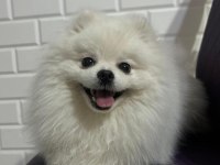 7 Aylık Full Aşılı Erkek 0 Numara Pomeranian Boo