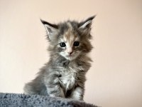 Black Smoke & NS22 MaineCoon yavrular